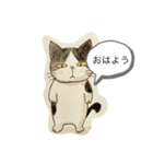 無愛想なニャンコ（個別スタンプ：1）