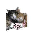 にゃんにゃんらぶスタンプ（個別スタンプ：3）