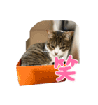 にゃんにゃんらぶスタンプ（個別スタンプ：8）