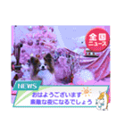 ぱぴぱぴパピヨン103（個別スタンプ：1）