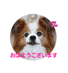 ぱぴぱぴパピヨン103（個別スタンプ：2）