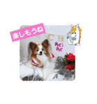 ぱぴぱぴパピヨン103（個別スタンプ：6）