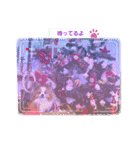 ぱぴぱぴパピヨン103（個別スタンプ：11）