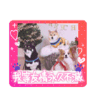 ぱぴぱぴパピヨン103（個別スタンプ：19）