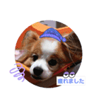 ぱぴぱぴパピヨン103（個別スタンプ：22）