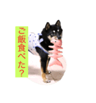 可愛い黒豆柴佐助くん②【日常】（個別スタンプ：8）