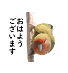 ことりカフェ心斎橋の鳥さんスタッフ2（個別スタンプ：1）