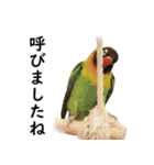 ことりカフェ心斎橋の鳥さんスタッフ2（個別スタンプ：10）