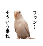 ことりカフェ心斎橋の鳥さんスタッフ2（個別スタンプ：11）