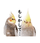 ことりカフェ心斎橋の鳥さんスタッフ2（個別スタンプ：12）