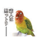 ことりカフェ心斎橋の鳥さんスタッフ2（個別スタンプ：13）