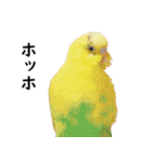 ことりカフェ心斎橋の鳥さんスタッフ2（個別スタンプ：14）