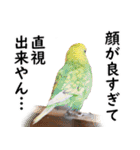 ことりカフェ心斎橋の鳥さんスタッフ2（個別スタンプ：17）