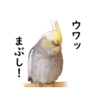 ことりカフェ心斎橋の鳥さんスタッフ2（個別スタンプ：18）