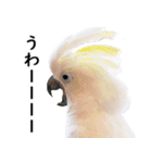 ことりカフェ心斎橋の鳥さんスタッフ2（個別スタンプ：19）