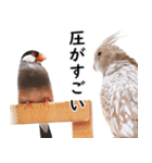 ことりカフェ心斎橋の鳥さんスタッフ2（個別スタンプ：22）