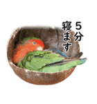 ことりカフェ心斎橋の鳥さんスタッフ2（個別スタンプ：25）