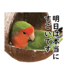 ことりカフェ心斎橋の鳥さんスタッフ2（個別スタンプ：26）