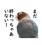 ことりカフェ心斎橋の鳥さんスタッフ2（個別スタンプ：27）