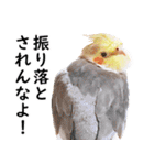 ことりカフェ心斎橋の鳥さんスタッフ2（個別スタンプ：28）