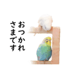 ことりカフェ心斎橋の鳥さんスタッフ2（個別スタンプ：29）