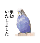 ことりカフェ心斎橋の鳥さんスタッフ2（個別スタンプ：30）