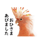 ことりカフェ心斎橋の鳥さんスタッフ2（個別スタンプ：32）