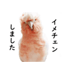 ことりカフェ心斎橋の鳥さんスタッフ2（個別スタンプ：33）