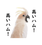 ことりカフェ心斎橋の鳥さんスタッフ2（個別スタンプ：34）