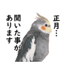 ことりカフェ心斎橋の鳥さんスタッフ2（個別スタンプ：37）