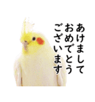 ことりカフェ心斎橋の鳥さんスタッフ2（個別スタンプ：38）