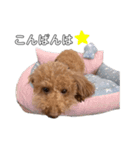 我が家のクレアスタンプ（個別スタンプ：3）