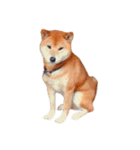 柴犬ゲン③（個別スタンプ：2）