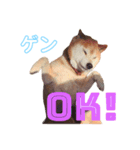 柴犬ゲン③（個別スタンプ：3）