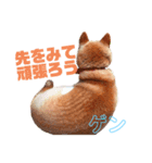 柴犬ゲン③（個別スタンプ：4）