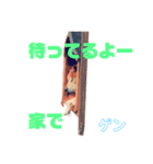 柴犬ゲン③（個別スタンプ：5）