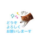 柴犬ゲン③（個別スタンプ：6）