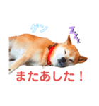 柴犬ゲン③（個別スタンプ：7）