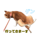 柴犬ゲン③（個別スタンプ：8）