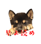 可愛い黒豆柴佐助くん⑤【会話編②】（個別スタンプ：1）