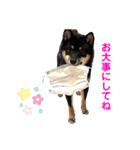 可愛い黒豆柴佐助くん⑤【会話編②】（個別スタンプ：11）