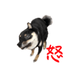 可愛い黒豆柴佐助くん⑤【会話編②】（個別スタンプ：14）
