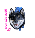 可愛い黒豆柴佐助くん⑤【会話編②】（個別スタンプ：15）