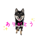 可愛い黒豆柴佐助くん⑤【会話編②】（個別スタンプ：16）