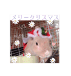 うさぎのハル 〜季節のご挨拶編〜（個別スタンプ：1）