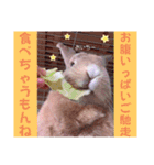 うさぎのハル 〜季節のご挨拶編〜（個別スタンプ：11）