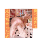 うさぎのハル 〜季節のご挨拶編〜（個別スタンプ：12）
