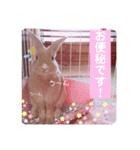 うさぎのハル 〜季節のご挨拶編〜（個別スタンプ：13）