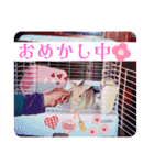 うさぎのハル 〜季節のご挨拶編〜（個別スタンプ：15）