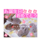 うさぎのハル 〜季節のご挨拶編〜（個別スタンプ：17）